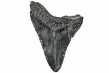 Fossil Megalodon Tooth - South Carolina #310077-1